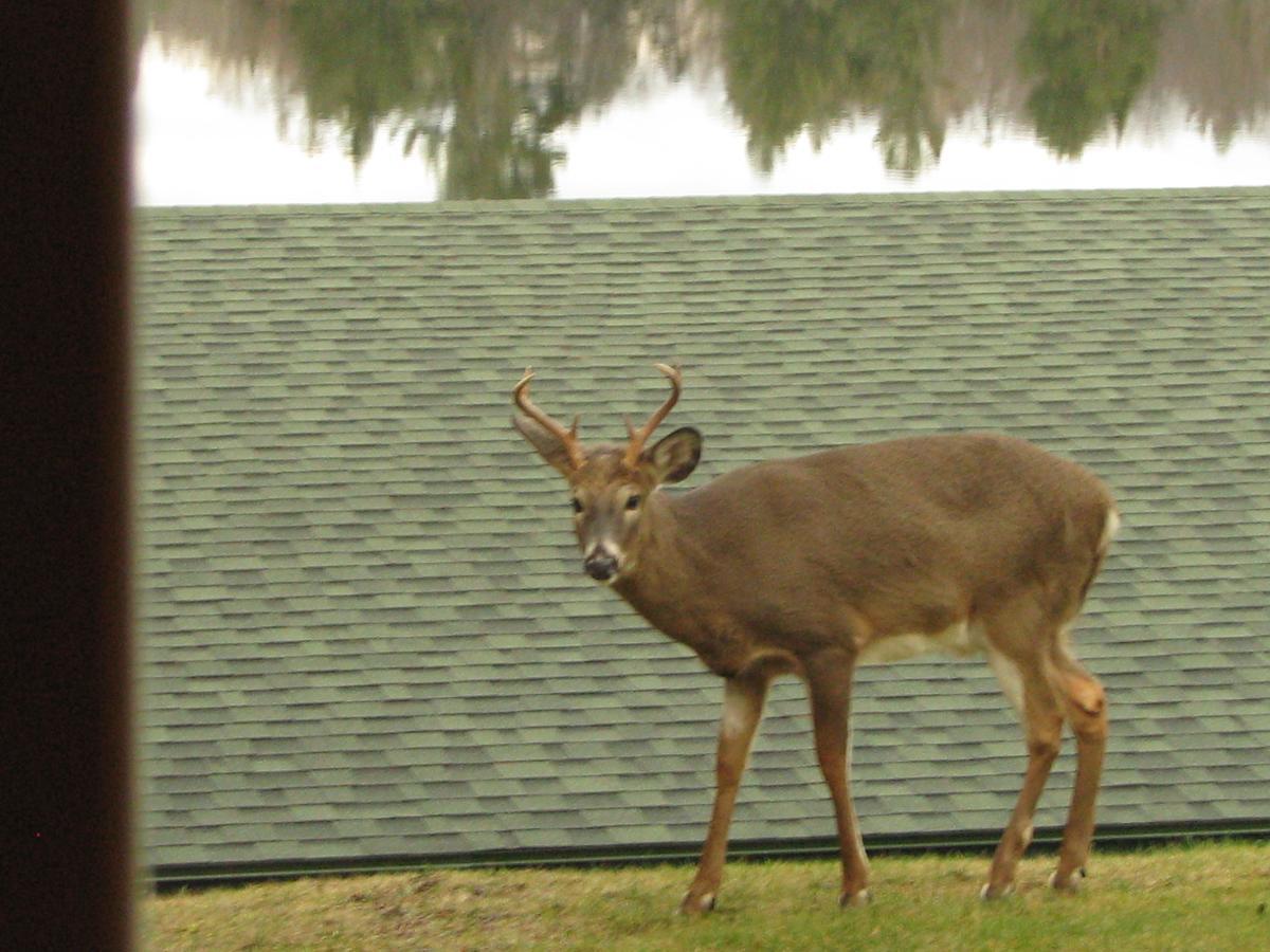 Pine Knoll Hotel Lakeside Lodge & Cabin Old Forge Εξωτερικό φωτογραφία